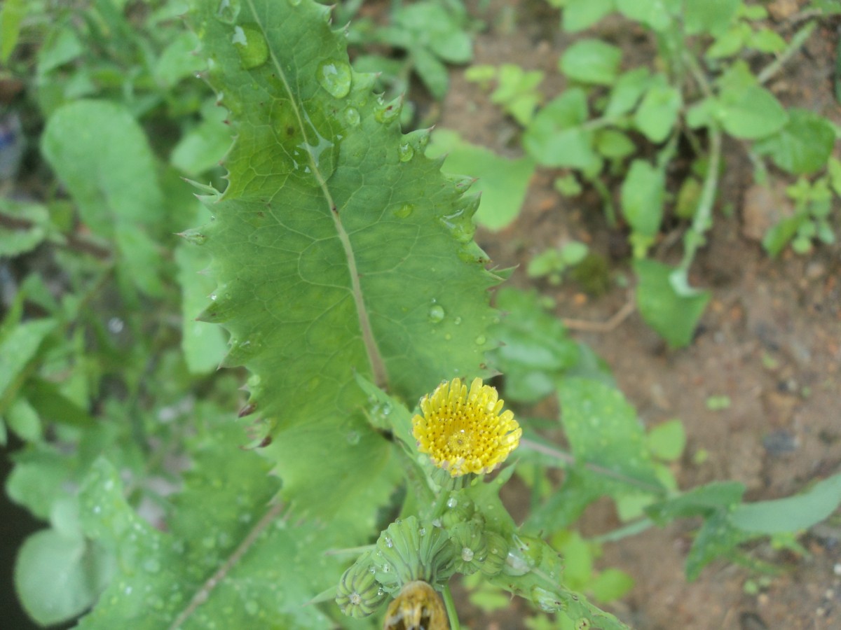 Sonchus asper (L.) Hill